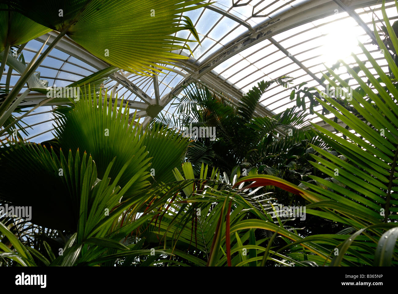 England, London, Pflanzen im Palmenhaus in Kew Gardens Stockfoto