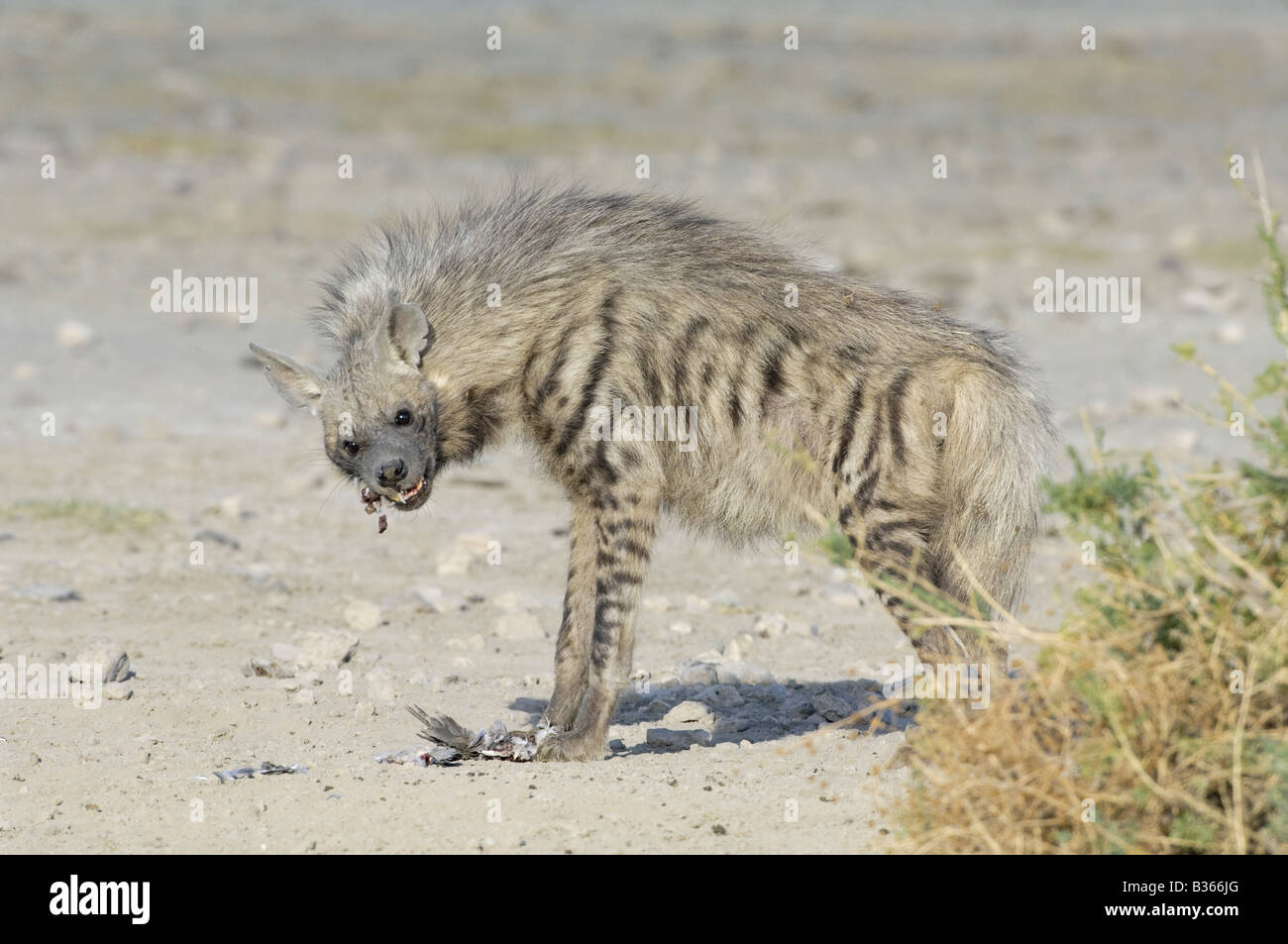 Gestreiften Hyäne (Hyaene zerbeissen) Essen einen Vogel, Ndutu, Ngorongoro, Tansania Stockfoto