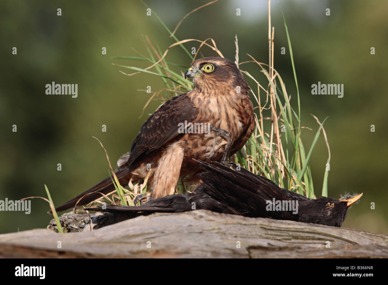 Junge männliche Sperber Accipiter Nisus mit Blackbird auf Baumstumpf Potton Bedfordshire Stockfoto