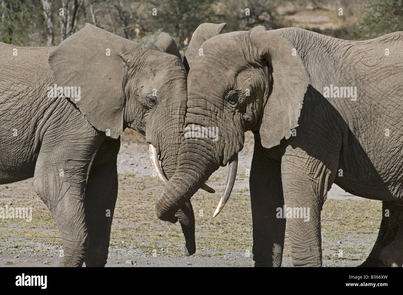 Afrikanische Elefanten (Loxodonta Africana) Jungbullen Stamm Ringen, Ndutu, Ngorongoro, Tansania Stockfoto