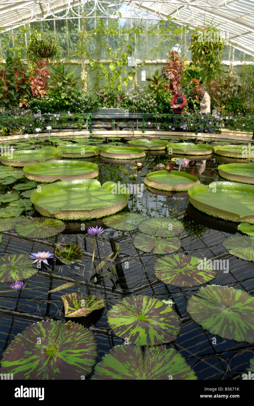 England, London, Wasserpflanzen im "Waterlily House", Kew Gardens Stockfoto