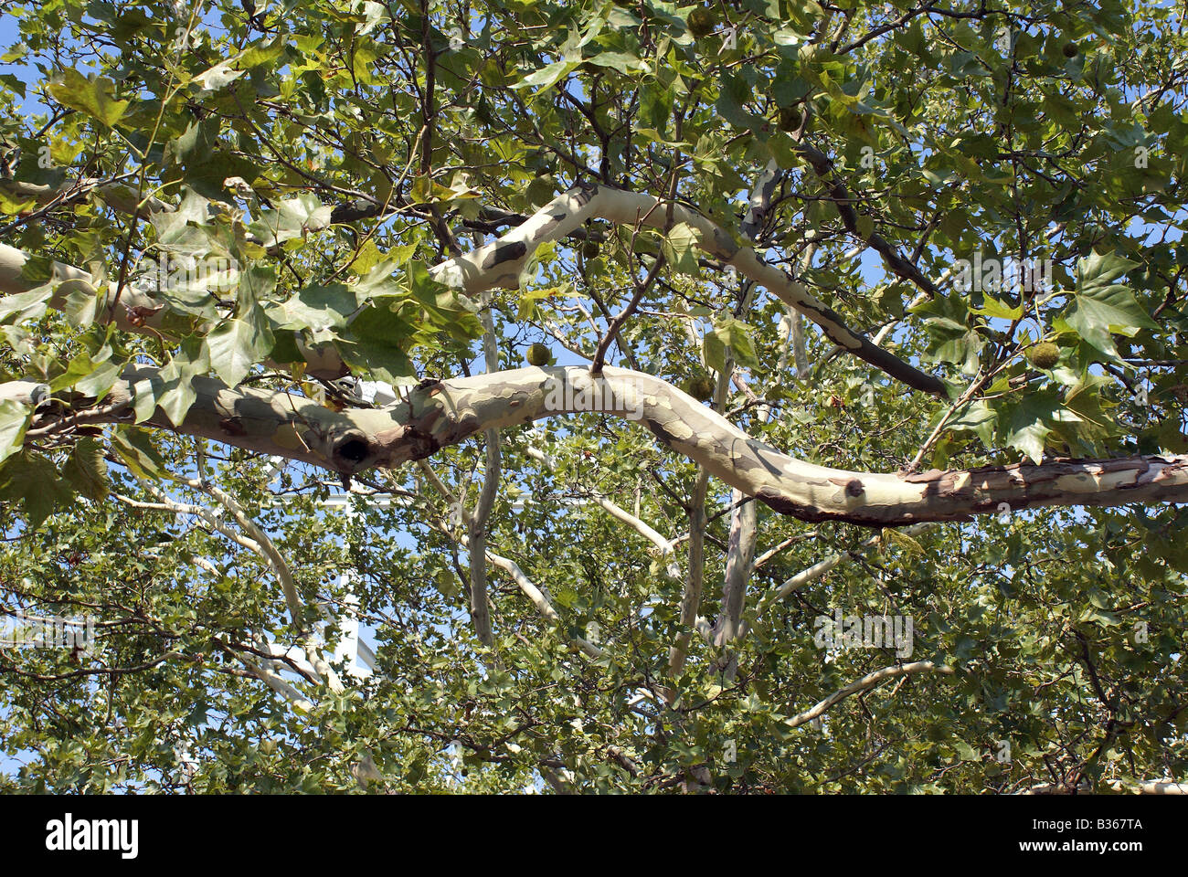 Weiße Rinde Stockfoto