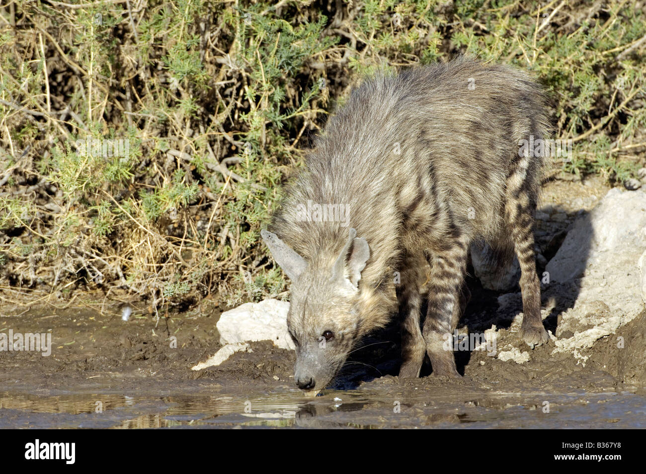 Gestreiften Hyäne (Hyaene zerbeissen) Trinkwasser, Ndutu, Ngorongoro, Tansania Stockfoto