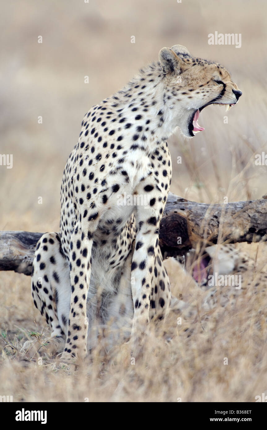 Gepard (Acinonyx Jubatus) Gähnen Ndutu, Ngorongoro, Tansania Stockfoto