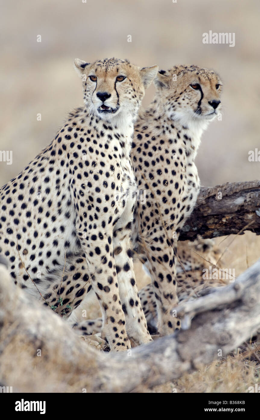 Gepard Wurf paart sich Erwachsenen jungen (Acinonyx Jubatus) Ndutu, Ngorongoro, Tansania Stockfoto