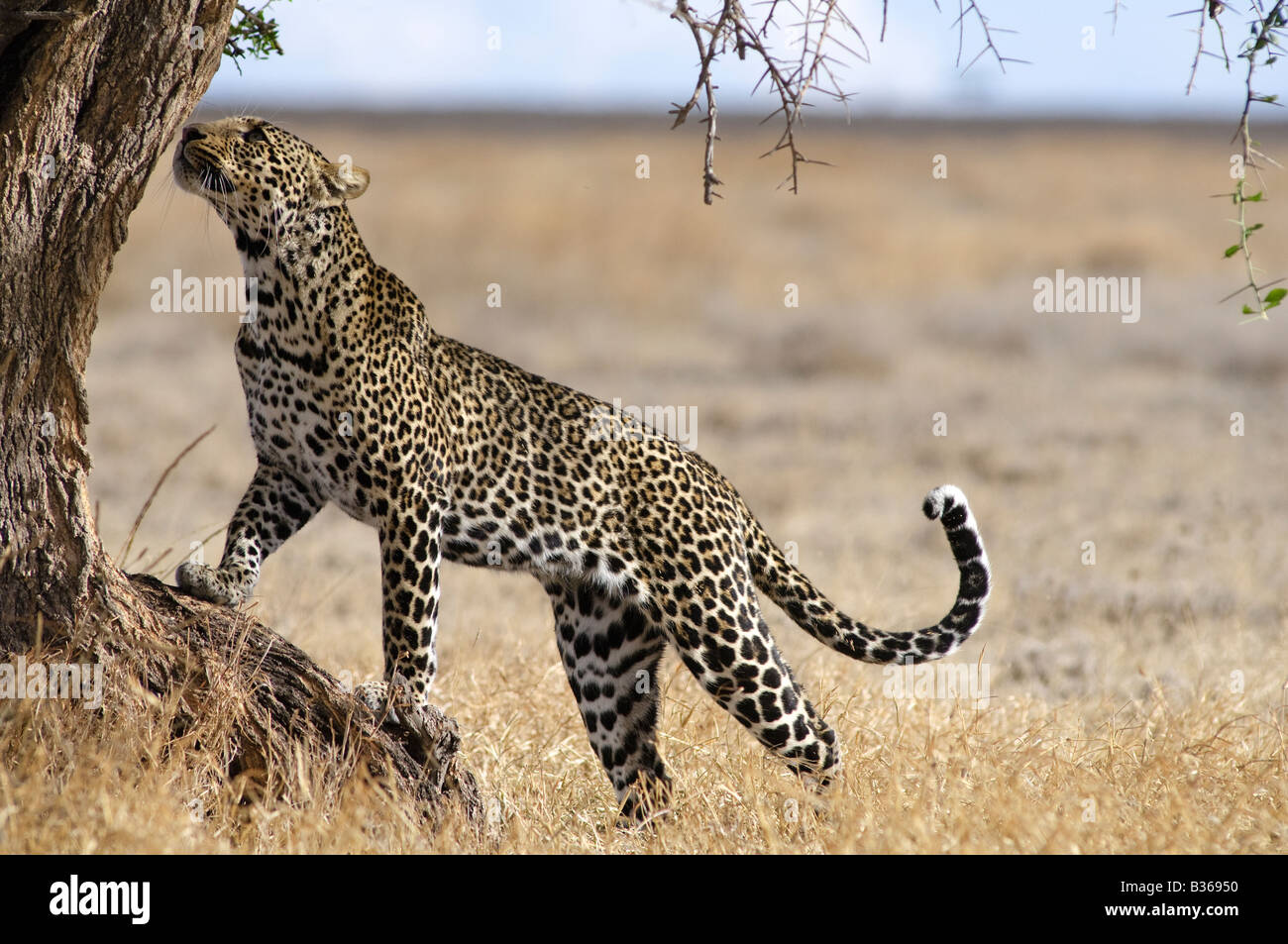 Afrikanischer Leopard, Männlich, die versuchen, in einem Baum (Panthera Pardus) klettern, Ndutu, Ngorongoro, Tansania Stockfoto