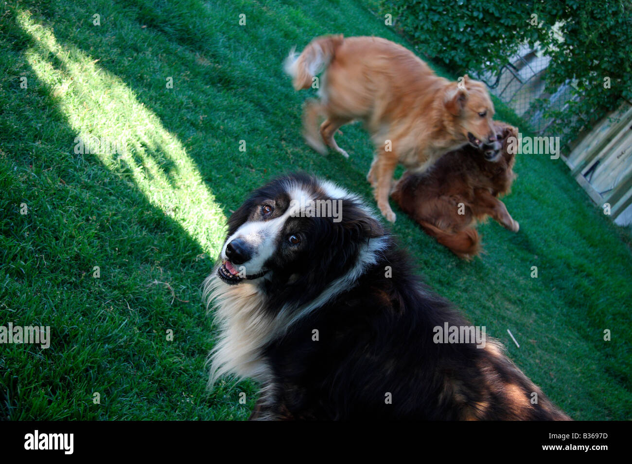 Ein älterer Border Collie Hund schaut zu, wie zwei jungen golden Retriever im Hinterhof spielen Stockfoto