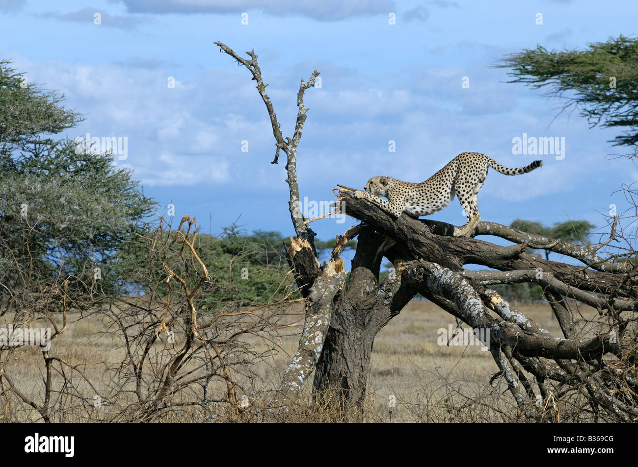 Gepard mit einem eingestürzten Baum als Aussichtspunkt um zu suchen Beute (Acinonyx Jubatus) Ndutu, Ngorongoro, Tansania Stockfoto