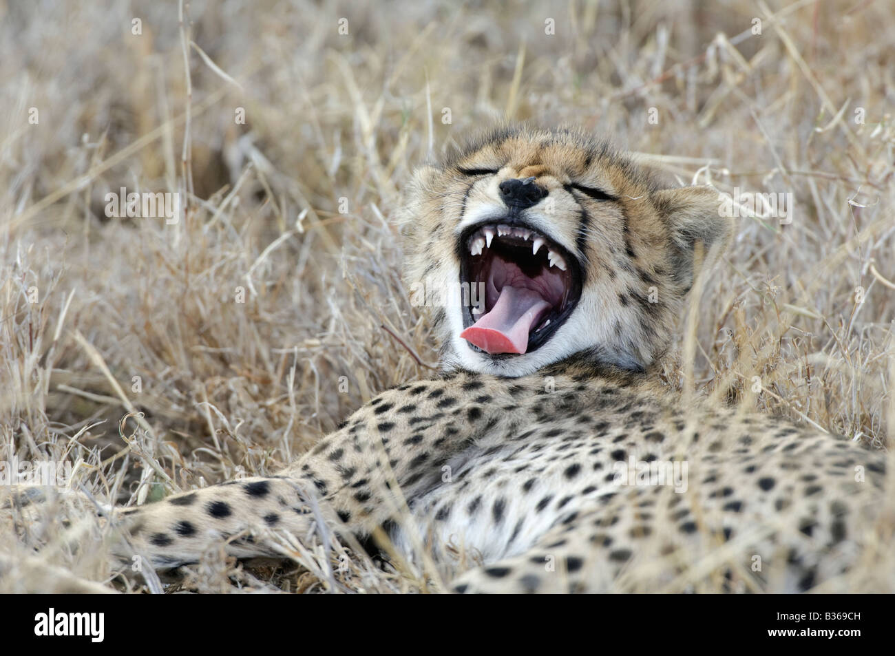 Gepard Cub Gähnen (Acinonyx Jubatus) Ndutu, Ngorongoro, Tansania Stockfoto