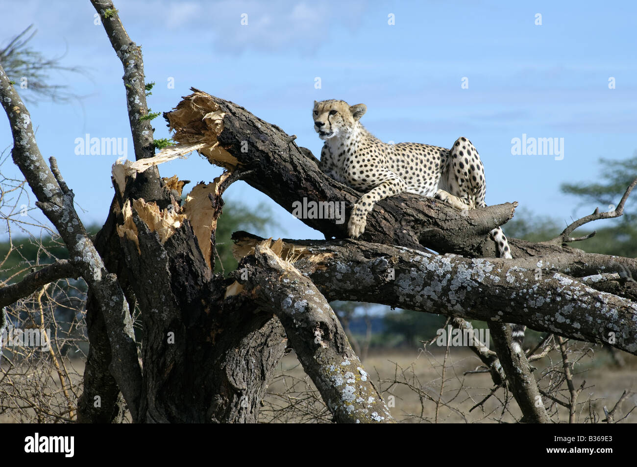 Gepard mit einem eingestürzten Baum als Aussichtspunkt um zu suchen Beute (Acinonyx Jubatus) Ndutu, Ngorongoro, Tansania Stockfoto
