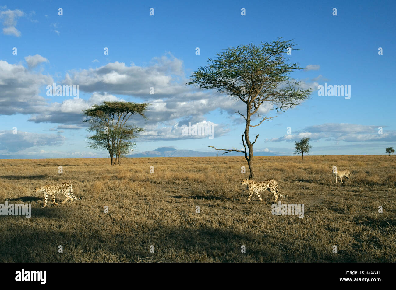 Geparden-Weibchen führt ihre erwachsenen Jungen auf der Jagd (Acinonyx Jubatus), Ndutu, Ngorongoro, Tansania Stockfoto