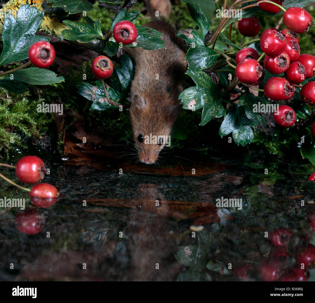 Ernte Maus Micromys Minutus am Pool trinken mit Reflexion Potton Bedfordshire Stockfoto