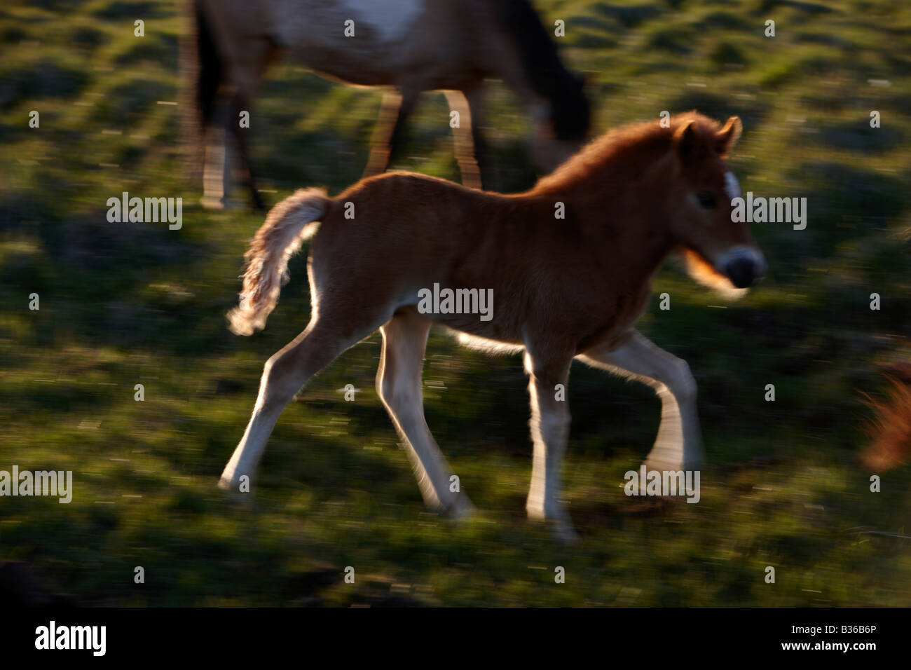 Pferde im Borgarfjörður Island Stockfoto