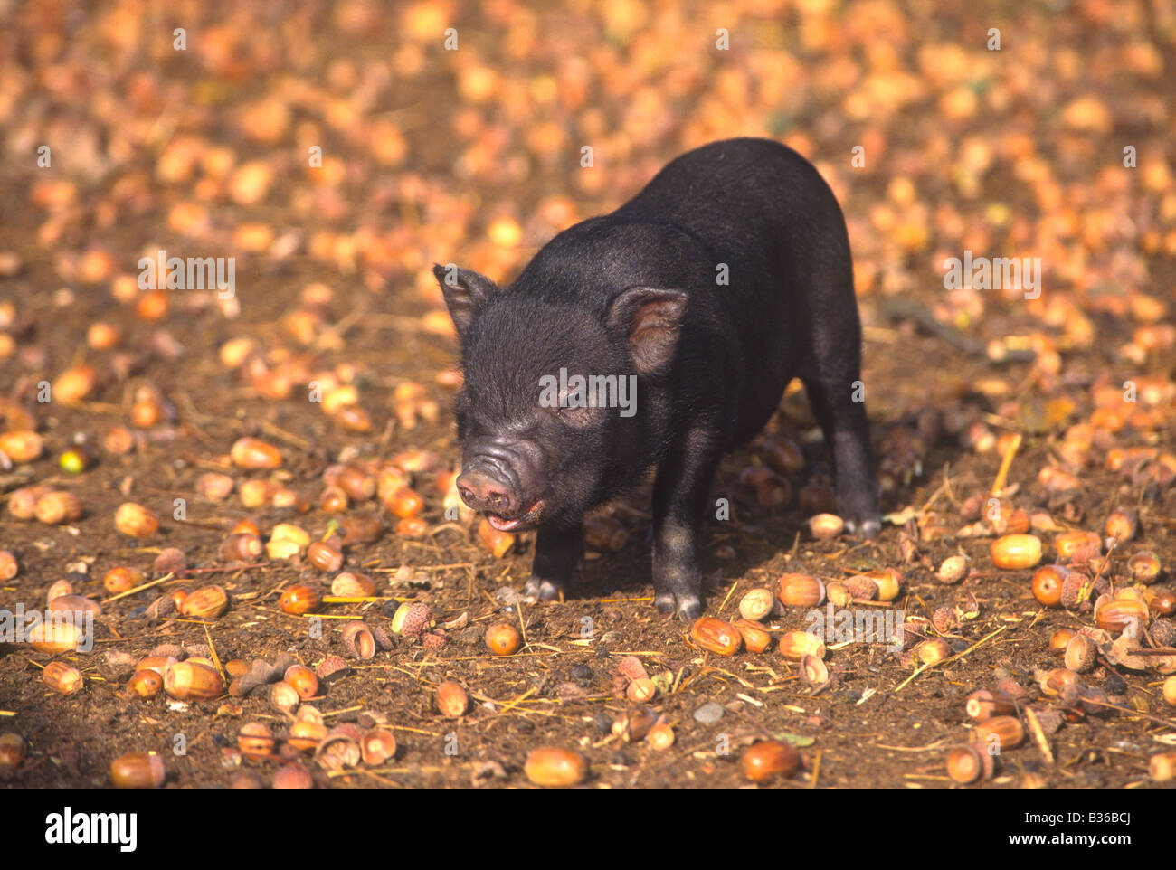 Vietnamesischen Pot Bellied Ferkel auf Futtersuche auf Eicheln Stockfoto