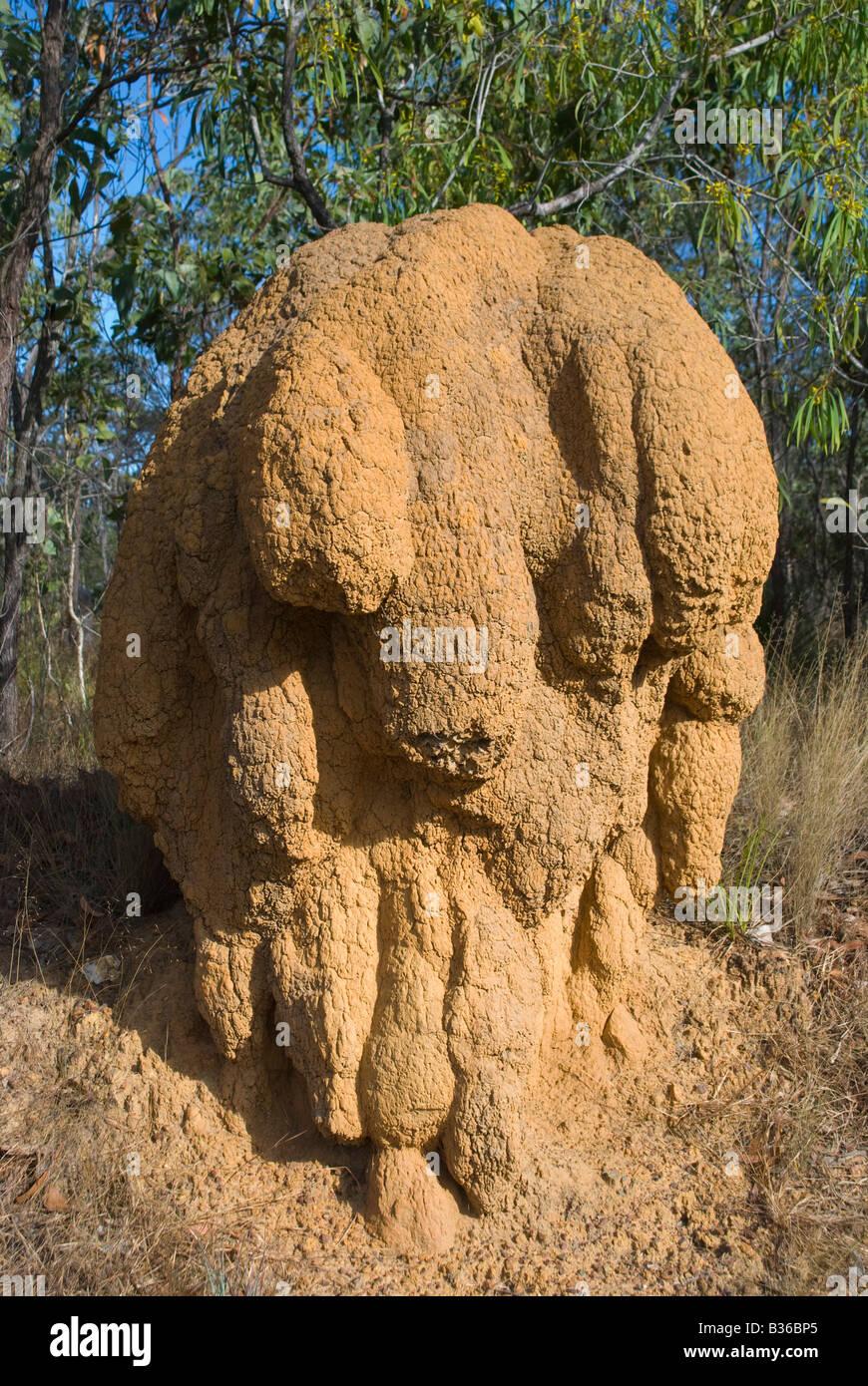 Termiten nisten in weit Nord-Queensland-Australien Stockfoto