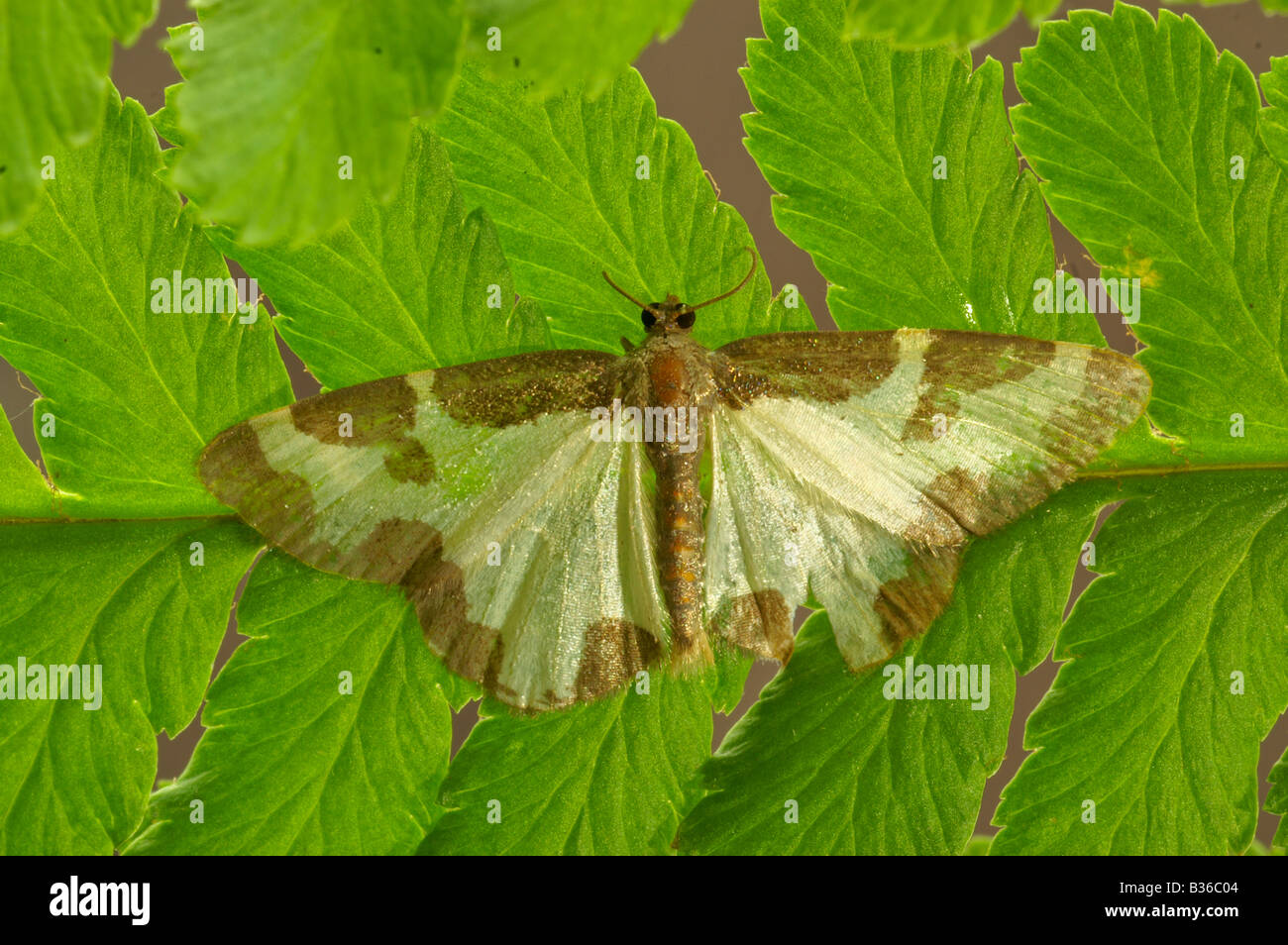 Getrübten Grenze Lomaspilis Marginata gefunden auf einem Farn Blatt in einem Waldgebiet mit Weiden und Pappeln Bäumen ruhen. Stockfoto