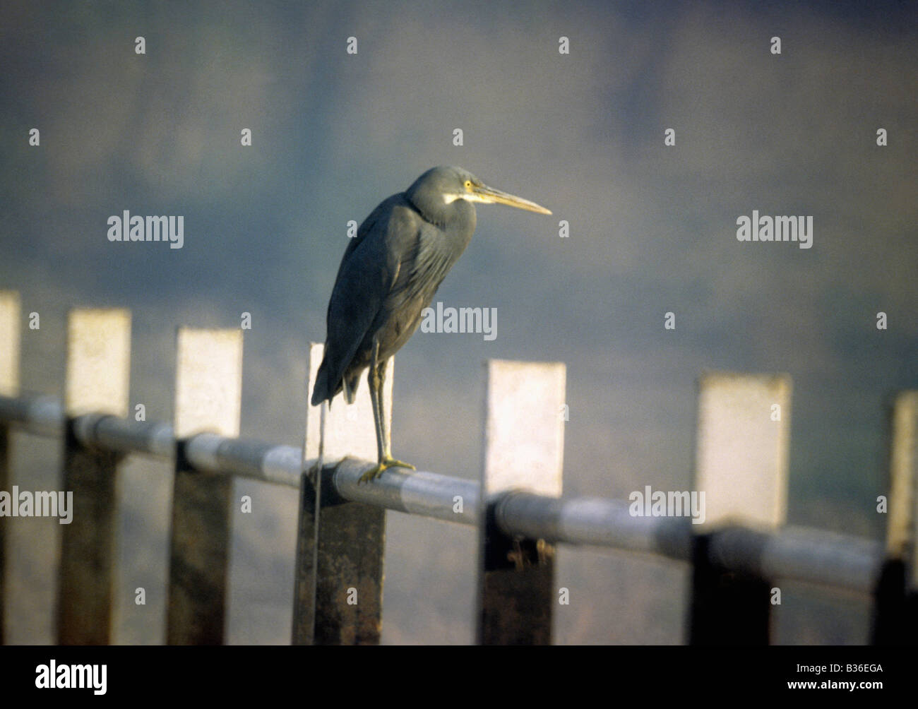 Westlichen Reef-Reiher, Egretta Gularis, Westküste von Karnataka, Indien Stockfoto