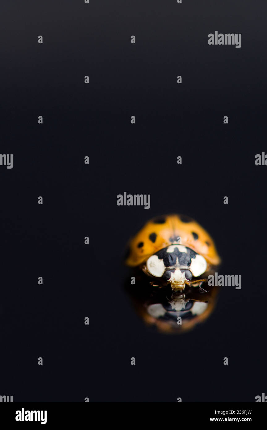 Marienkäfer auf eine glänzende schwarze Oberfläche mit Reflexion Stockfoto