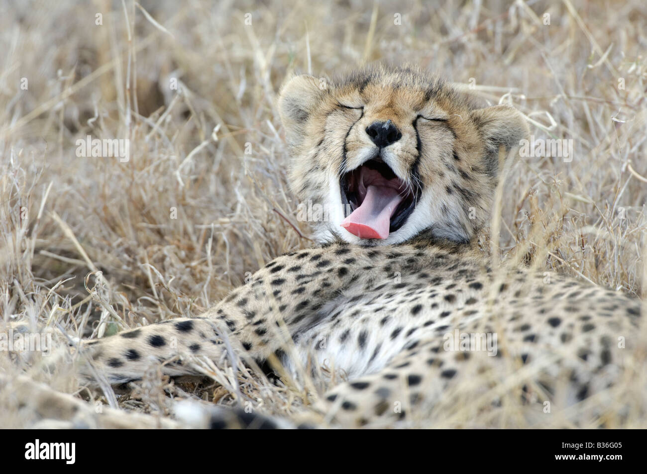 Gepard Cub Gähnen (Acinonyx Jubatus) Ndutu, Ngorongoro, Tansania Stockfoto