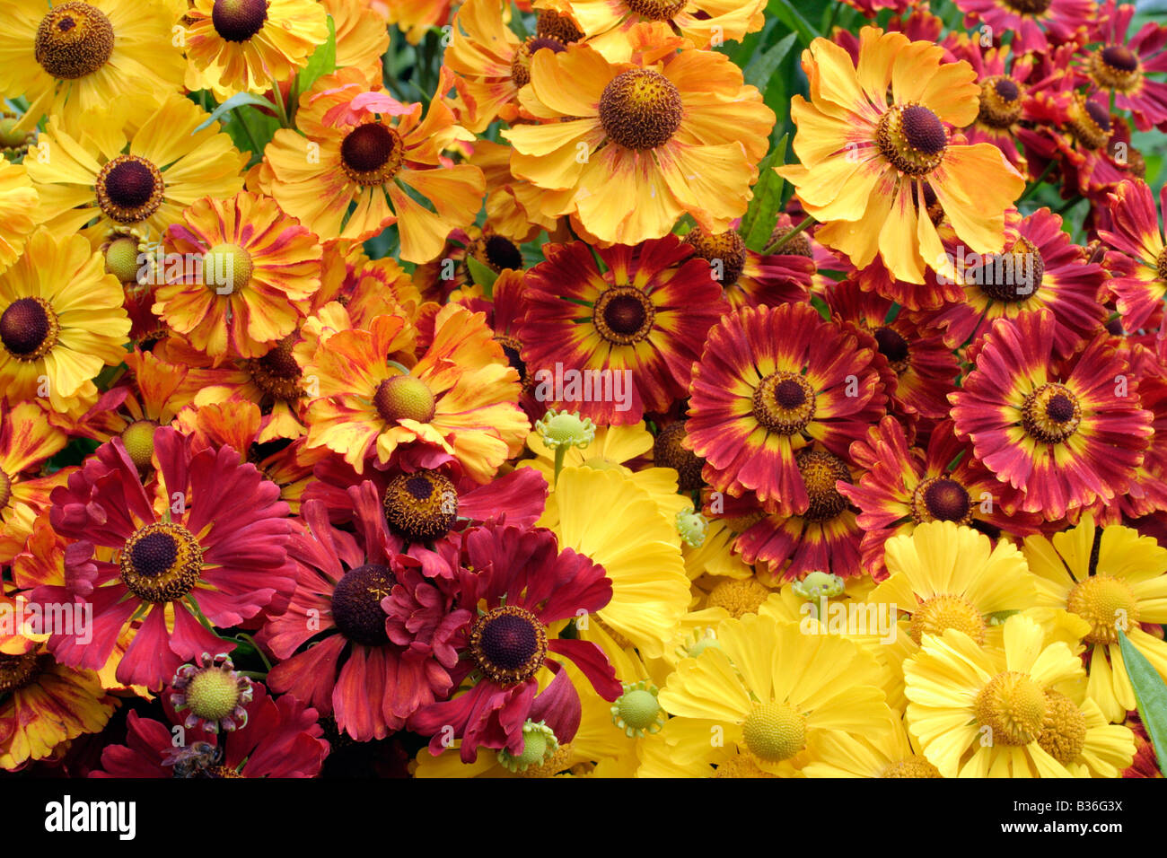 HELENIUMS MACHEN HERVORRAGENDE SCHNITTBLUMEN: BLÜTENTISCH, ZIMBELSTERN, KÖNIGSTIGER, STERBEN BLONDINE, SOPHIE, LUMPENPROLETARIAT Stockfoto