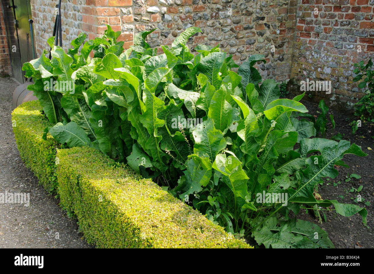 Meerrettich Armoracia Rusticana kultiviert für kulinarischen Gebrauch in einem großen ummauerten Garten Norfolk UK Juli Stockfoto