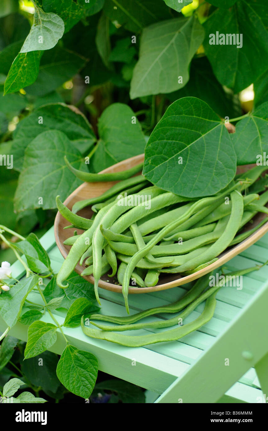 Haus gewachsen Bio Stangenbohnen weiße Dame frisch gepflückt in Holzschale auf Gartenstuhl Stockfoto