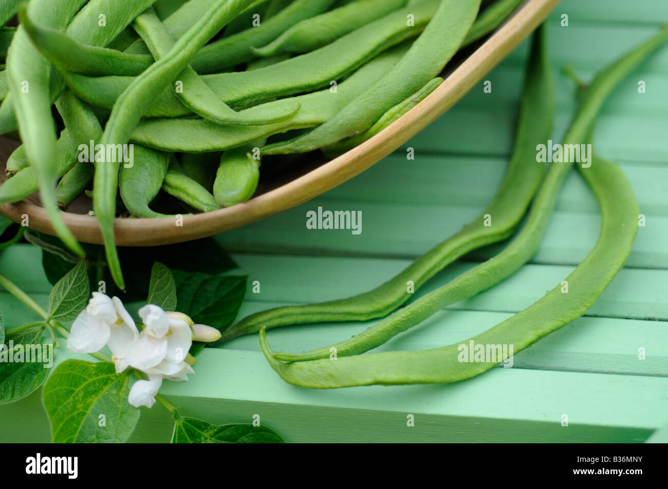 Nach Hause gewachsene Bio Stangenbohnen weiße Dame frisch gepflückt in Holzschale auf Gartenstuhl UK Juli Stockfoto