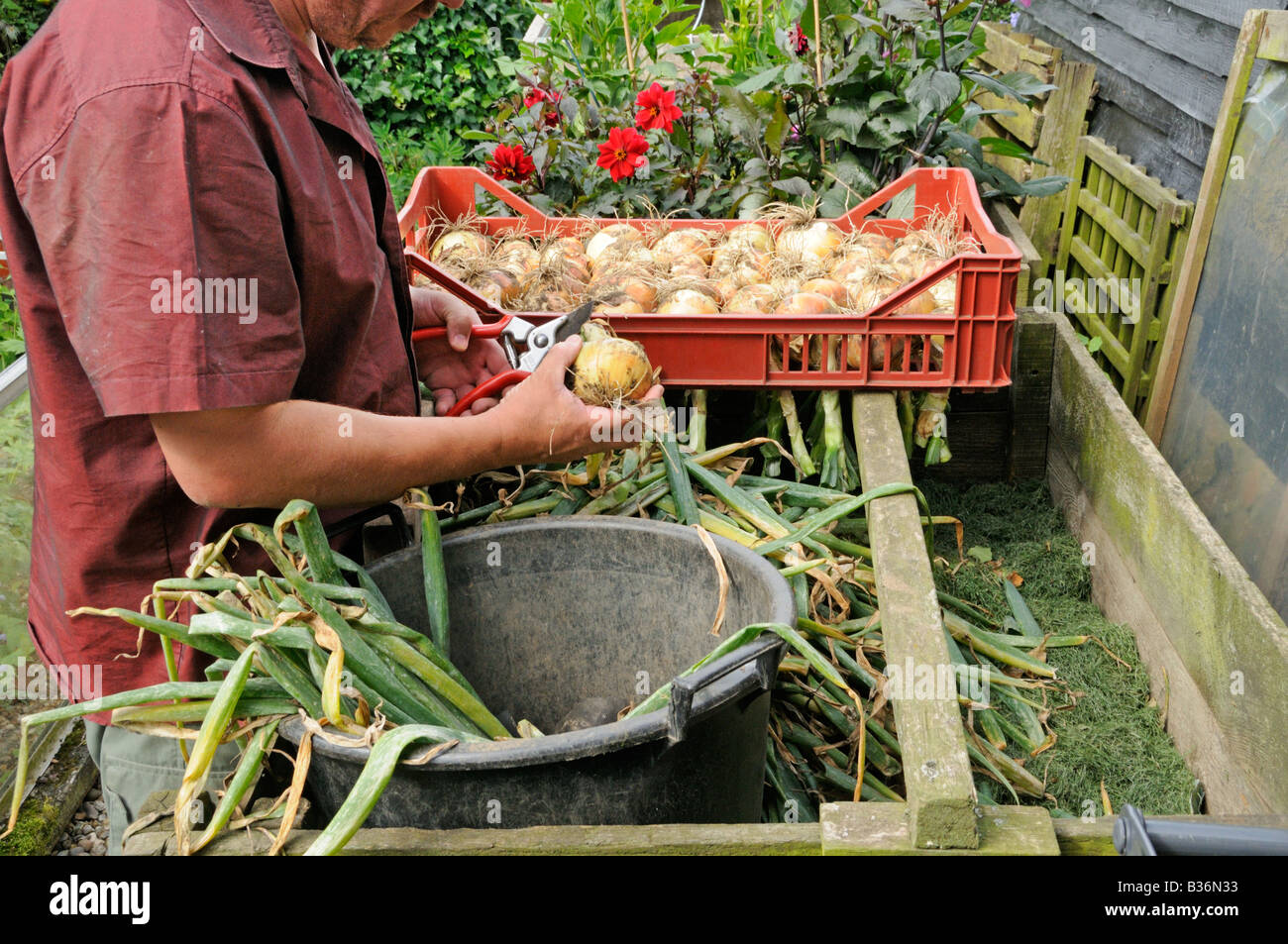 Gärtner, Sortierung und trimmen selbst angebauten Hauptkultur Zwiebeln für das Winterlager Norfolk UK August Stockfoto