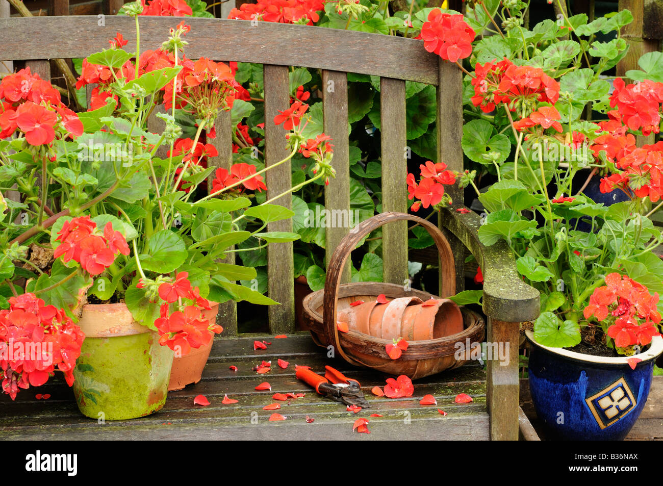 Garten-Sitzplatz im Sommer Arbor nach Regenfällen mit Geranien und Garten Artikel Norfolk UK August Stockfoto