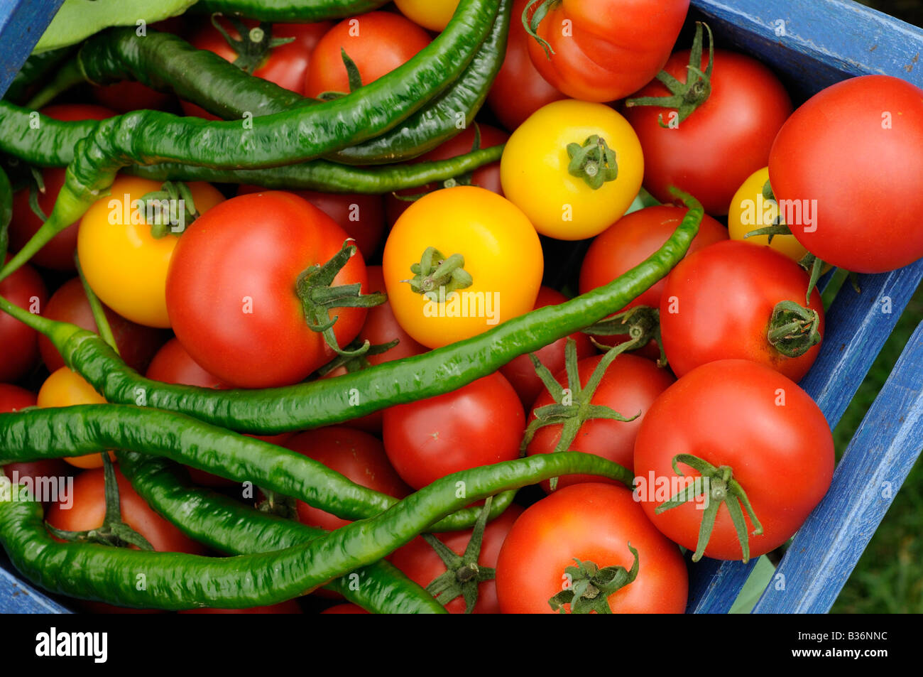 Sommer Gewächshaus Ernte von Tomaten und Chilischoten in rustikalen blau Trug UK August Stockfoto
