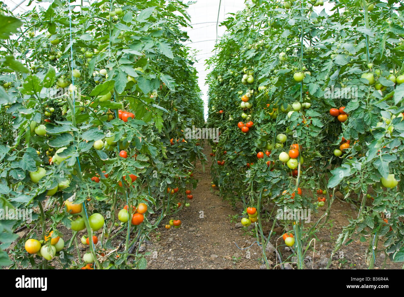 Tomaten Wachsen In Einem Gewachshaus In Der Nahe Von Latakia