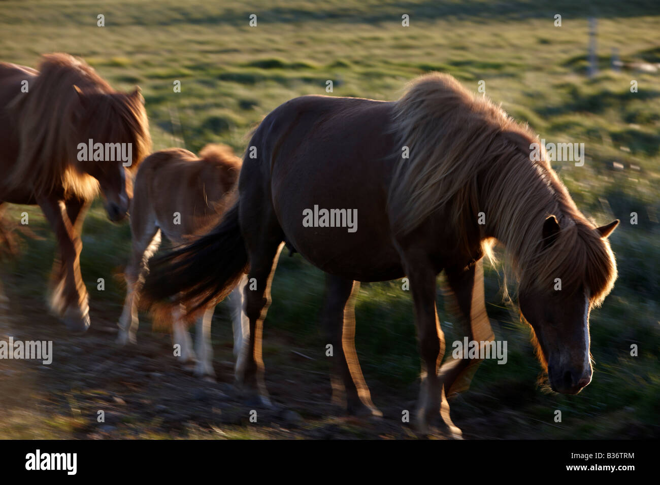 Pferde im Borgarfjörður Island Stockfoto