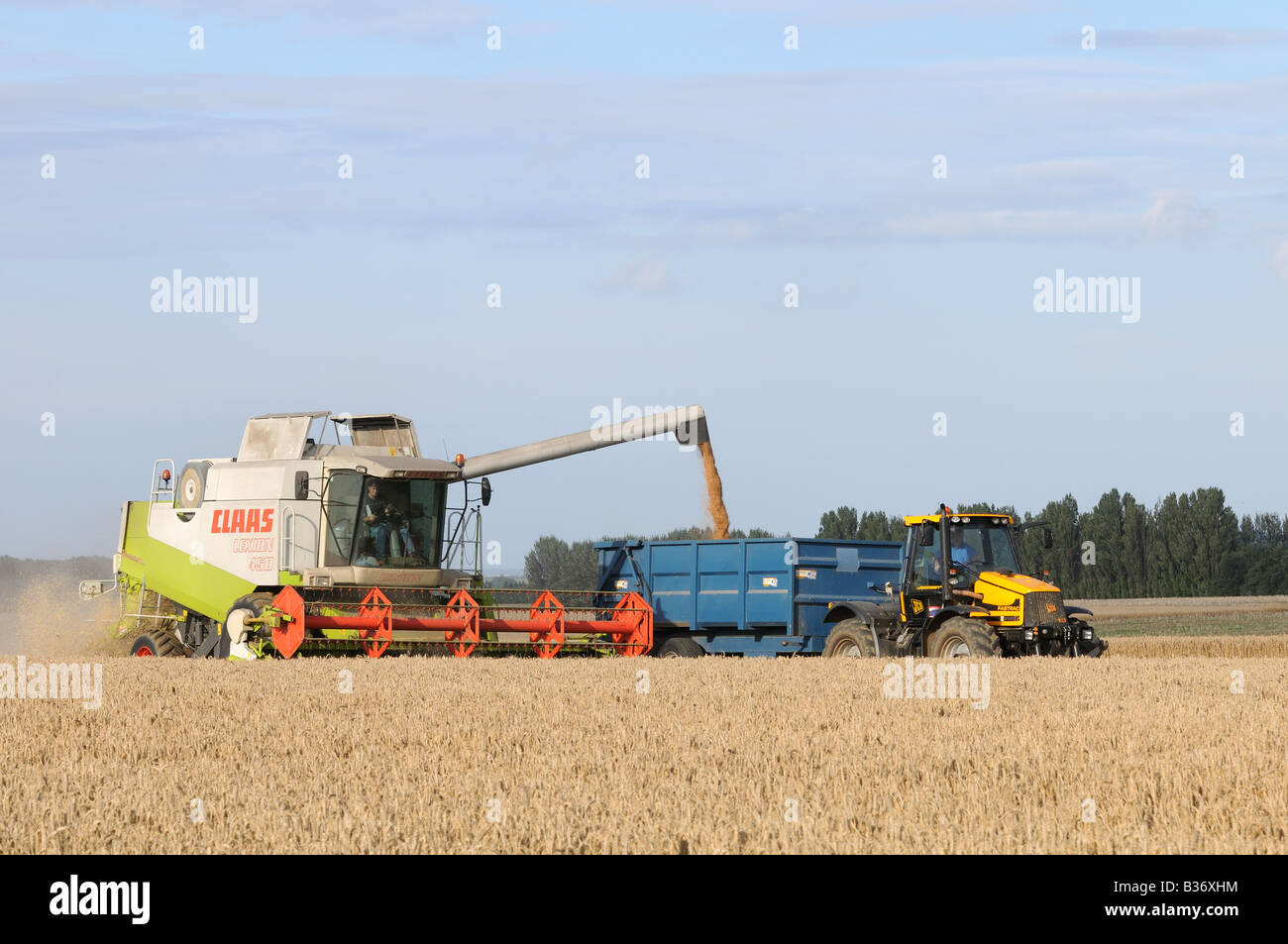 CLAAS Lexion 450 kombinieren Harvester schneiden Weizen in Kent England mit Traktor Stockfoto