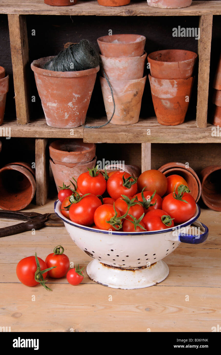 Frisch gepflückt selbst angebaute Tomaten in Küche Sieb im rustikalen Potting Shed-Einstellung Stockfoto