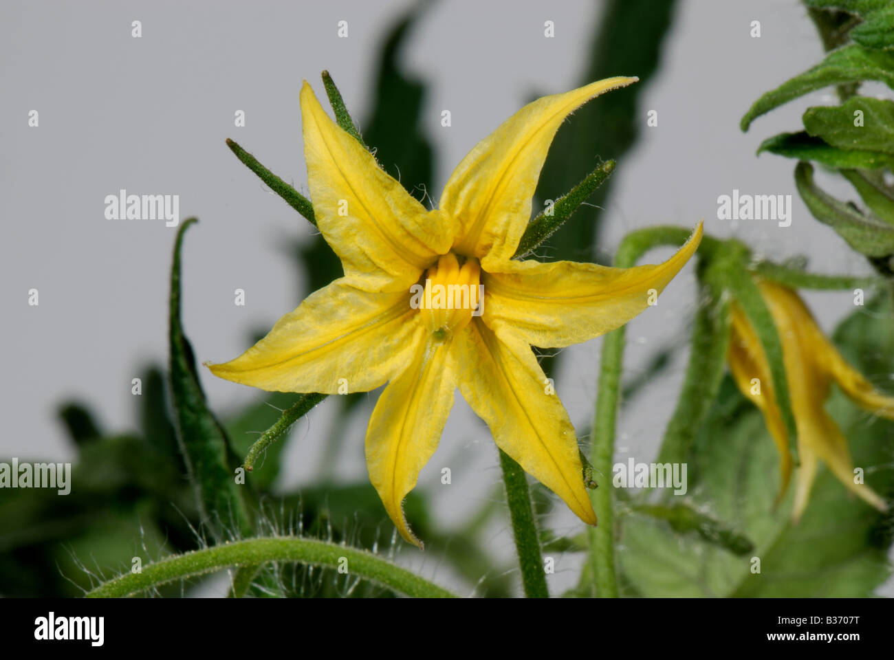 Tomatenblume am Gewächshaus gewachsen Gärtner Freude crop