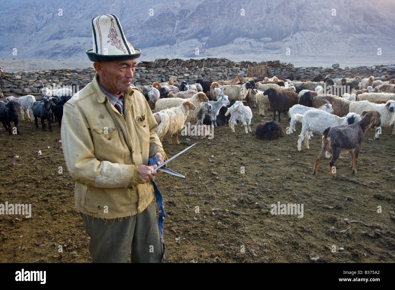 Schafschur in Jalang Dorf in den Pamir in Tadschikistan Stockfoto