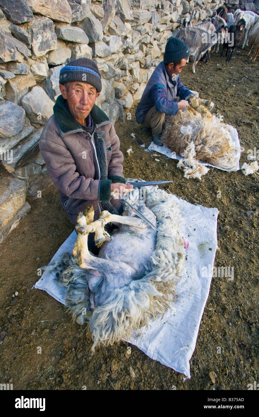 Schafschur in Jalang Dorf in den Pamir in Tadschikistan Stockfoto