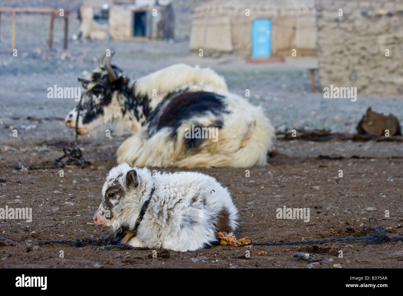 Yak und Kalb in Jalang Dorf in den Pamir in Tadschikistan Stockfoto
