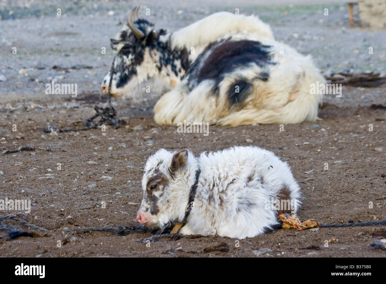 Yak und Kalb in Jalang Dorf in den Pamir in Tadschikistan Stockfoto