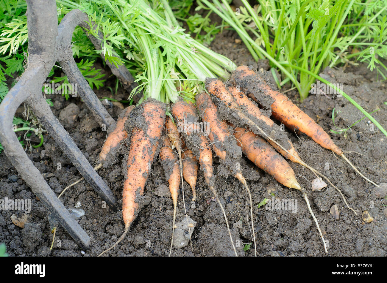 Frisch nach Hause angebauten Bio Karotten Nantes Norfolk UK Augustanfang gegraben Stockfoto