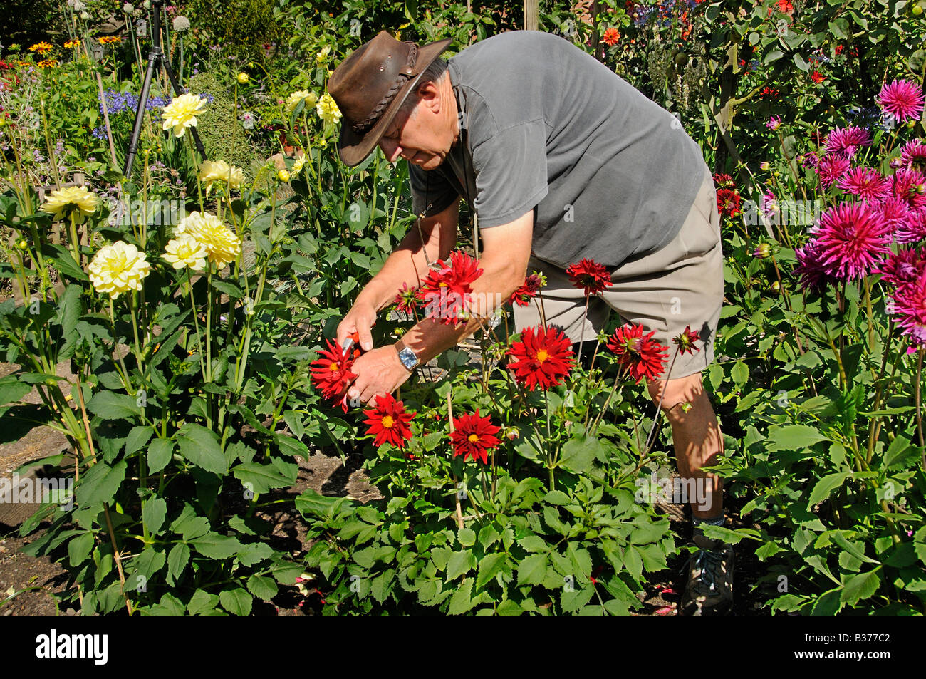 Gärtner tot Überschrift Dahlien in einem Sommer Garten UK Juli Stockfoto