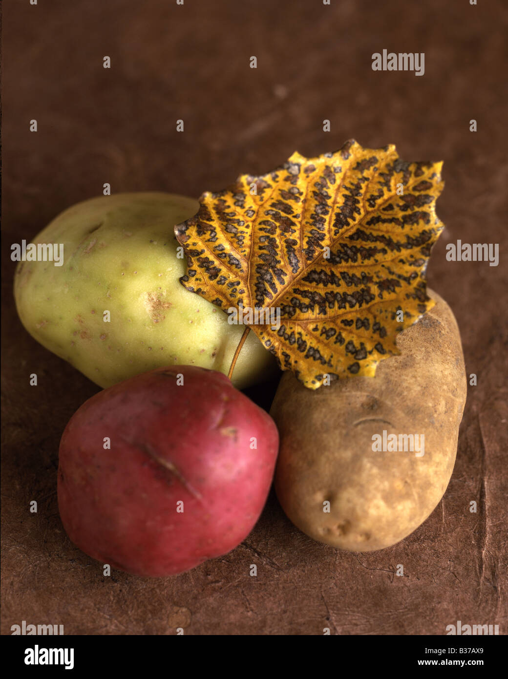 drei verschiedene Arten von Kartoffeln mit einer schönen, Tectured, Herbst Blatt Stockfoto