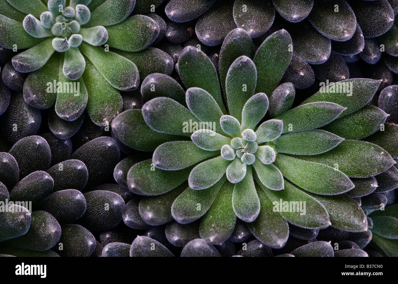 Sinocrassula Yunnannensis Stockfoto