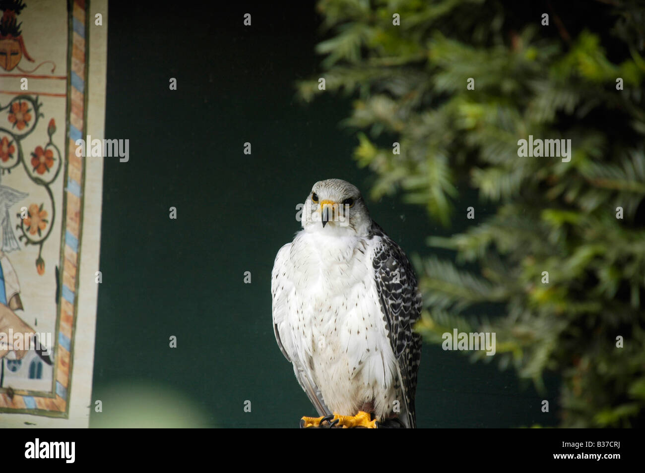 Österreich-Grafschaft der Festung Hohensalzburg Hohenwerfen Birds Of Prey zeigen ein Falke Stockfoto