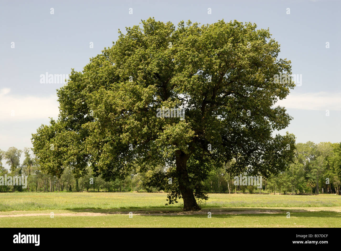 Einsamer Baum in der Camargue, Südfrankreich Stockfoto