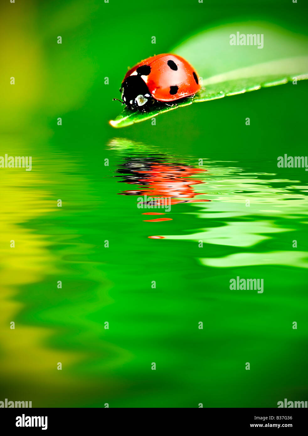 Marienkäfer auf einem Blatt Wasser spiegeln Stockfoto