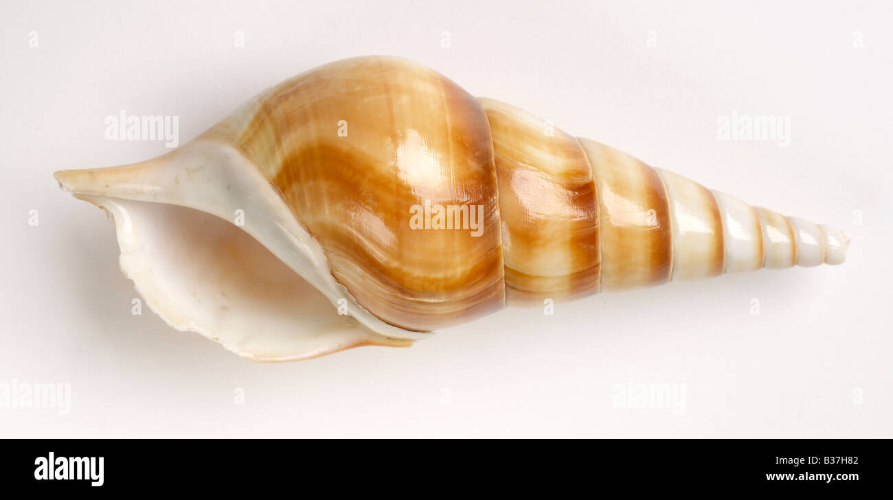 Seashell-Muschel Molluske Stockfoto