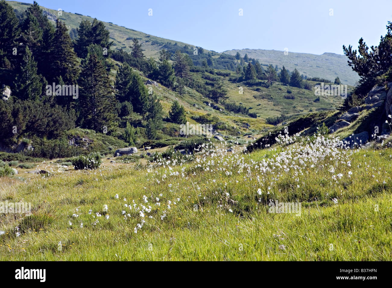 Kozi Tal Flusslandschaft im World Heritage Site Nationalpark Pirin Bulgarien Stockfoto