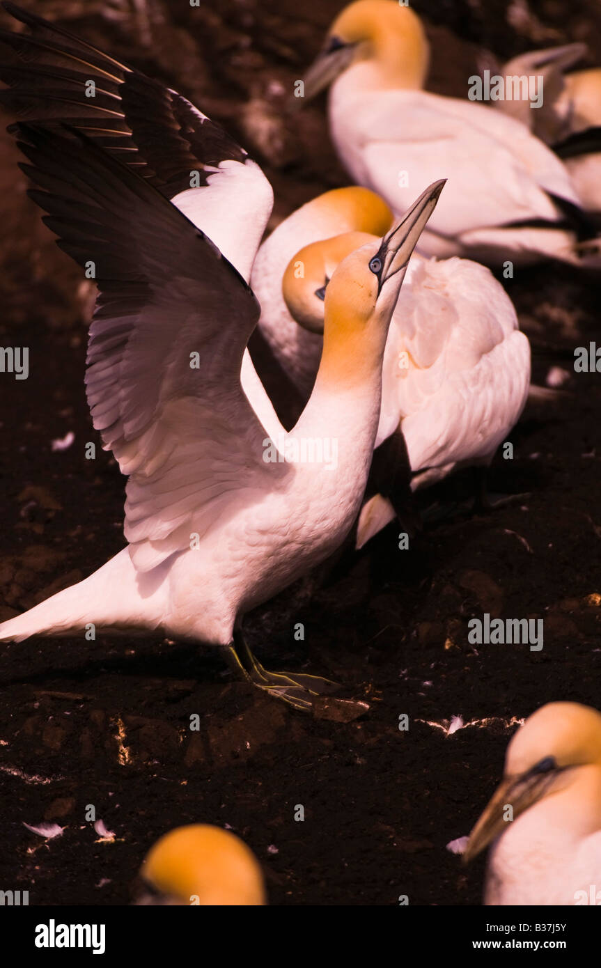 Gannet Sula Bassana erstreckt sich seine Flügel. Bass Rock Vogelschutzgebiet Stockfoto