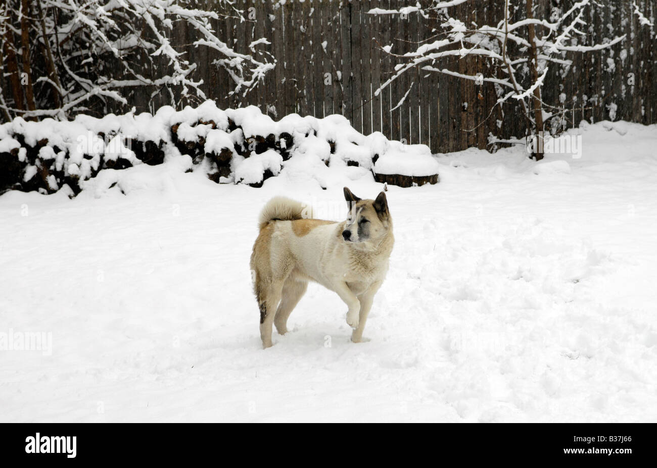 weißer Akita Hund spielt im Schnee bedeckten Hof Stockfoto